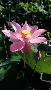 Lotus summer good weather
