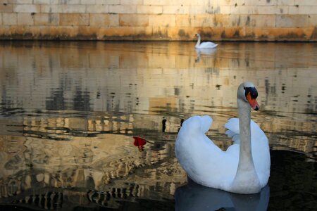 Swan bird feathers