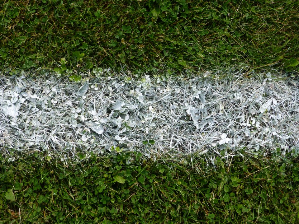 Sport grass plants