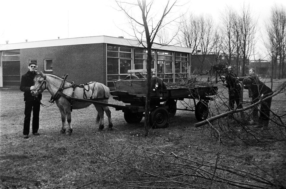 Twee paarden in Gemeentewerk in Lelystad voor een jaar op proef in plaats van ee, Bestanddeelnr 932-0367