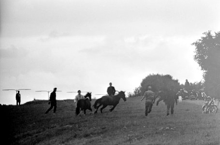 Twee paarden uit Nootdorp uit de wei ontsnapt, de jacht i volle gang, Bestanddeelnr 916-6718