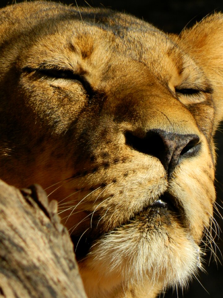Leo sleeping lioness beasts