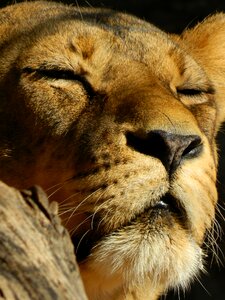 Leo sleeping lioness beasts