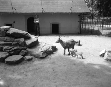 Twee steenbokjes in Artis geboren aangetast, Bestanddeelnr 908-6431