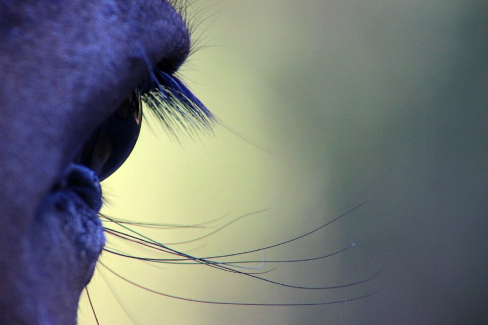 Horse eye look nature
