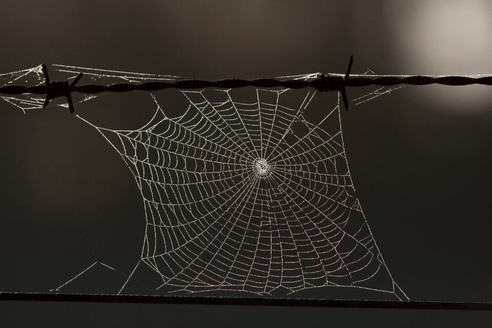 Web autumn nature