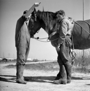 Twee mannen met een paard in het Joodse werkdorp in de Wieringermeer, Bestanddeelnr 254-4925