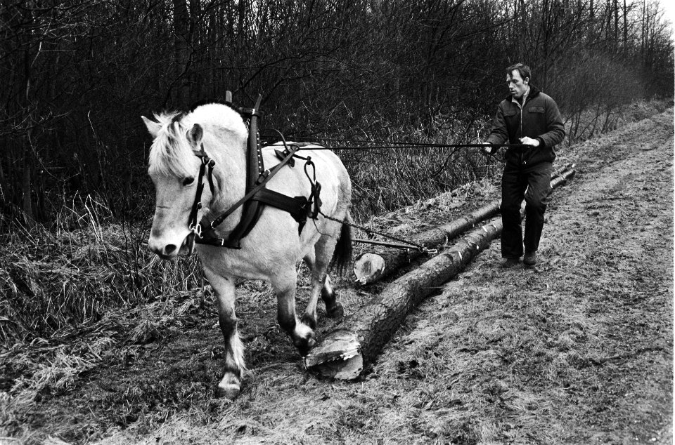 Twee paarden in Gemeentewerk in Lelystad voor een jaar op proef in plaats van ee, Bestanddeelnr 932-0364