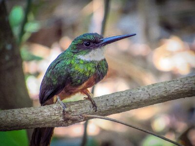 Nature wildlife birdie photo