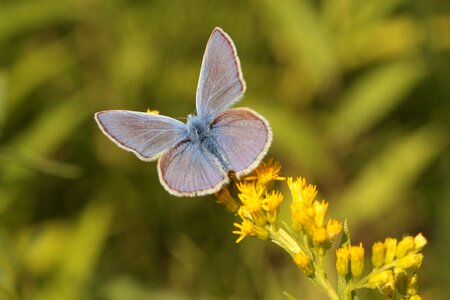 Golden rod summer butterflies