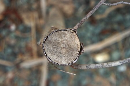 Texture thicket cut trunk