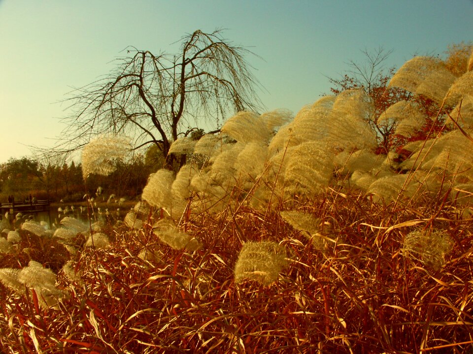 Autumn lake park reed