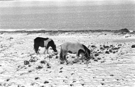 Twee ponys in een besneeuwde weide in Friesland , Bestanddeelnr 910-8739