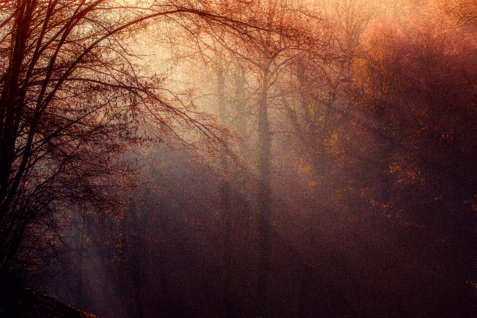 Undergrowth trees gloomy