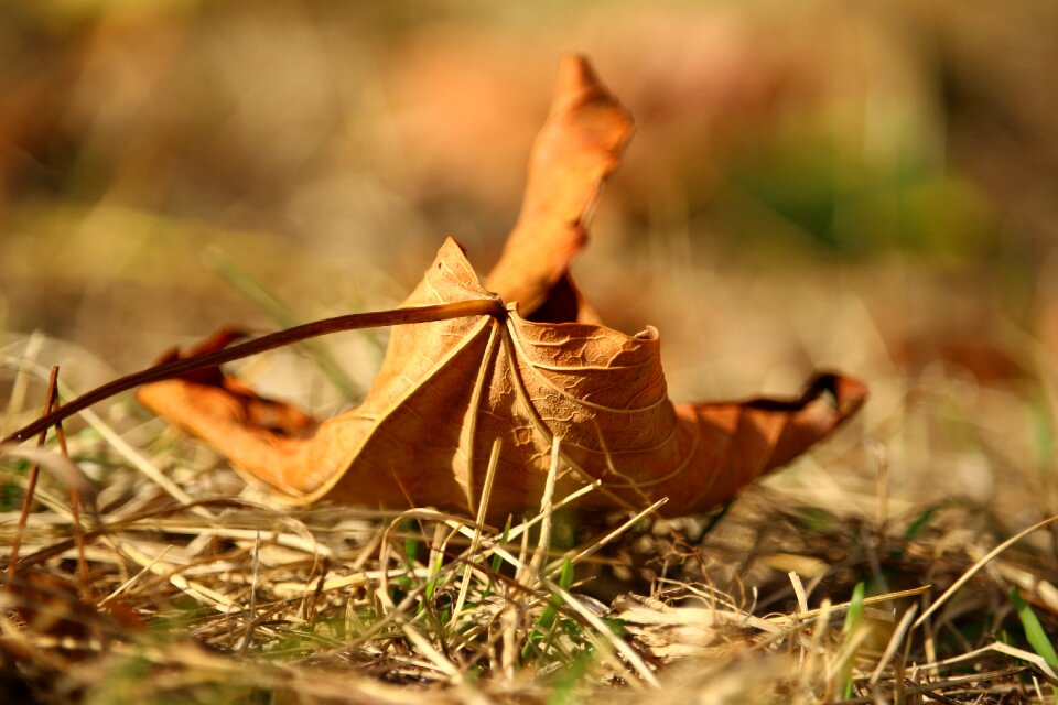 Fall foliage dry leaf fall color