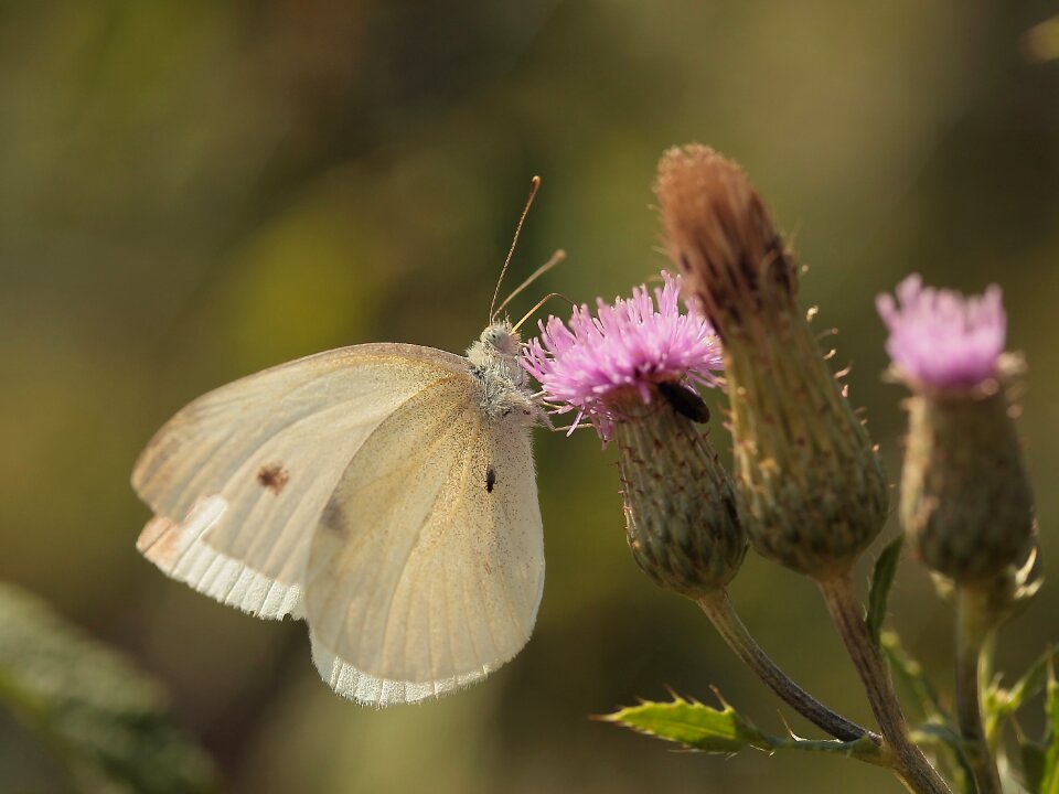 Summer thistle nature