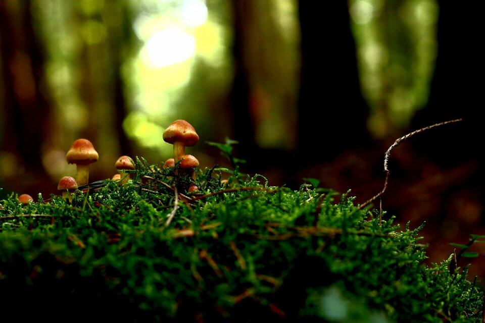 Mushroom picking forest autumn