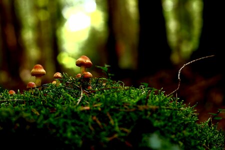 Mushroom picking forest autumn photo