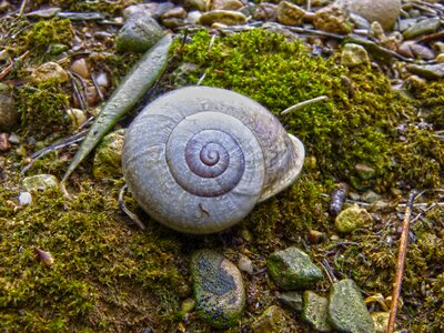 Moisture moss spiral
