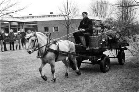 Twee paarden in Gemeentewerk in Lelystad voor een jaar op proef in plaats van ee, Bestanddeelnr 932-0365