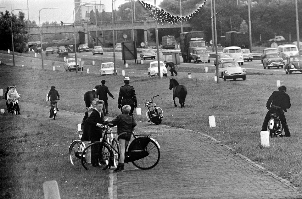 Twee paarden uit Nootdorp uit de wei ontsnapt, een paard al gevangen, Bestanddeelnr 916-6717