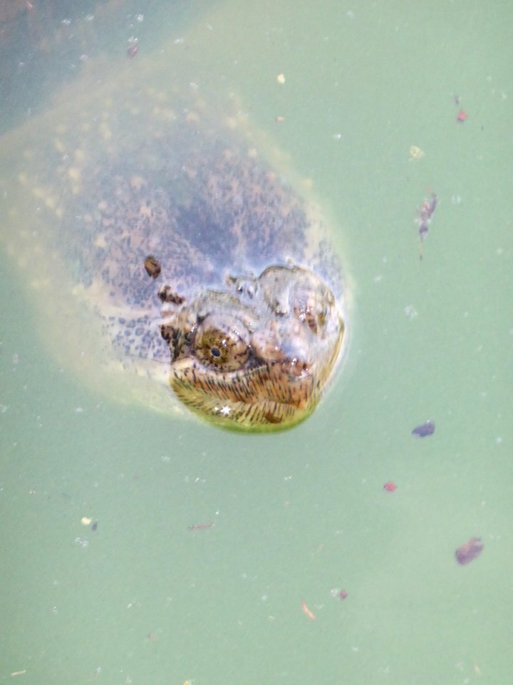 Turtle-in-Central-Park-4