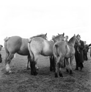 Twee paarden en een veulen, Bestanddeelnr 900-8517