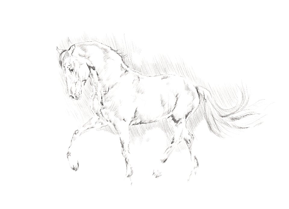 Pencil black and white sketch