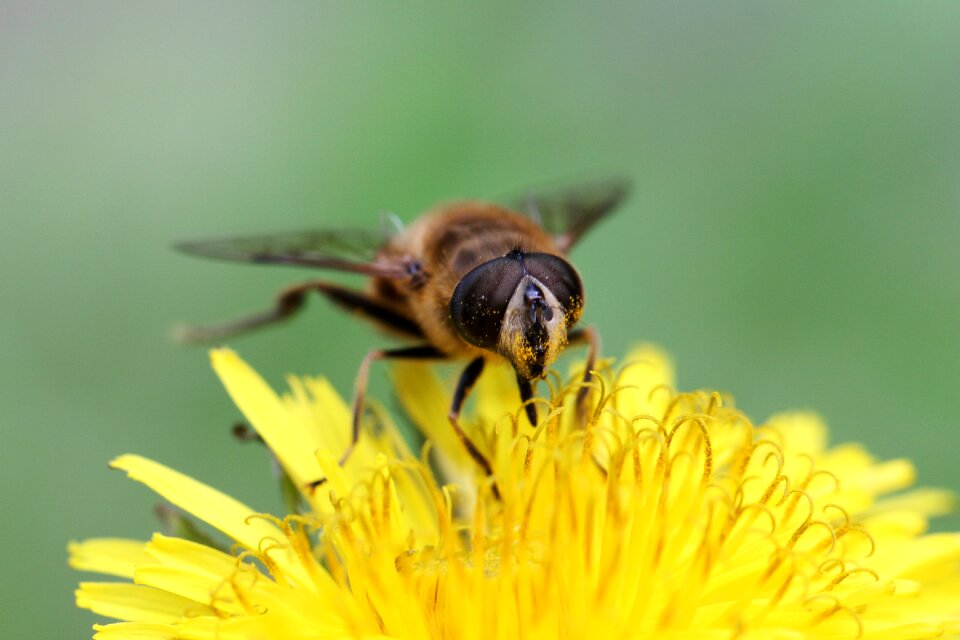 Animal bee wing