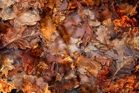 Leaves puddle fall