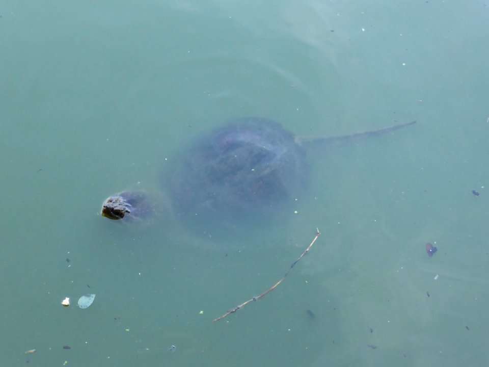 Turtle-in-Central-Park-3