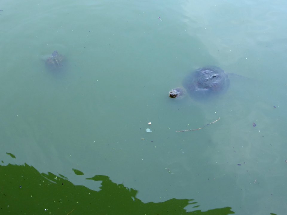 Turtle-in-Central-Park-2