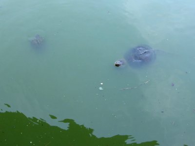 Turtle-in-Central-Park-2