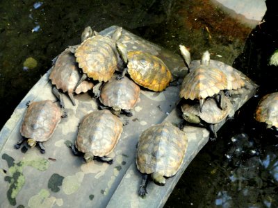 Turtles - Gichuji - Otsu, Shiga - DSC06862