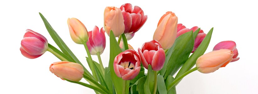 Apricot pink nature