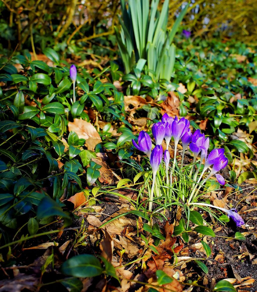 Spring purple flower