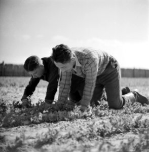 Twee mannen op het veld in het Joodse werkdorp in de Wieringermeer, Bestanddeelnr 254-4927