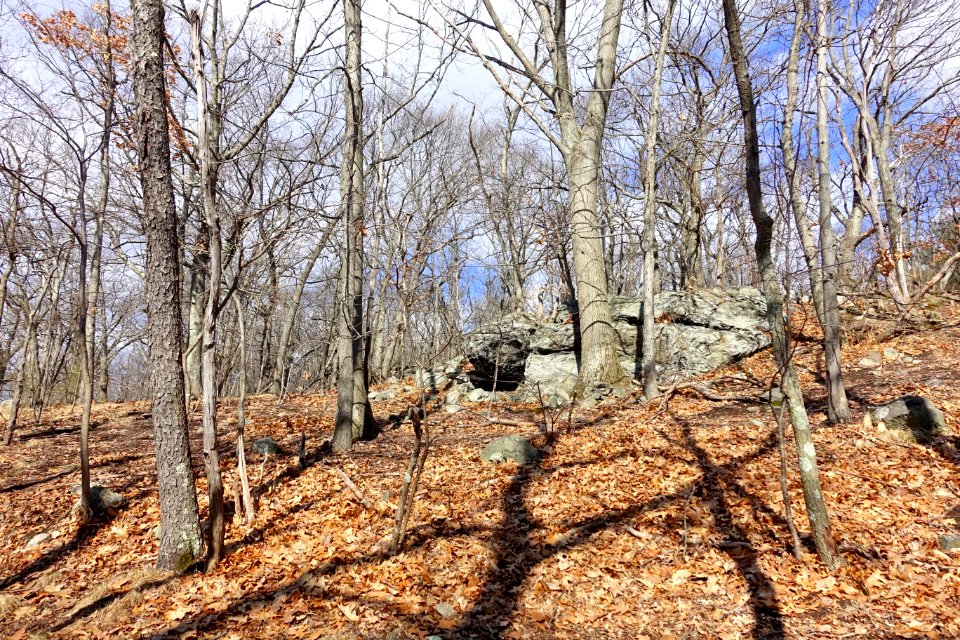 Turkey Hill Reservation - Arlington, MA - DSC08886