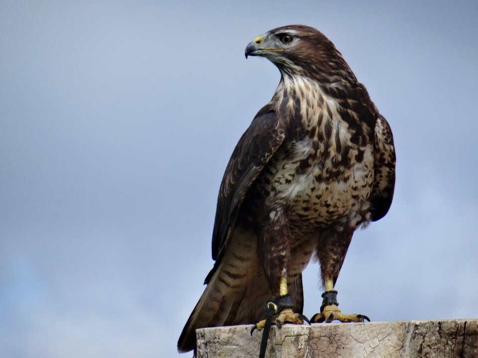 Bird animal helmsley