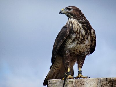 Bird animal helmsley photo