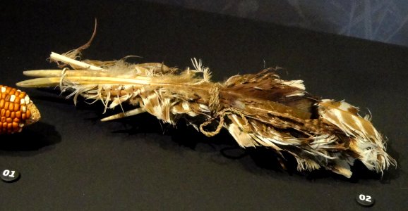 Turkey feather bundle, 900-1200 AD, Kayenta Anasazi, Turkey House, Arizona, turkey feathers and cordage - Natural History Museum of Utah - DSC07356