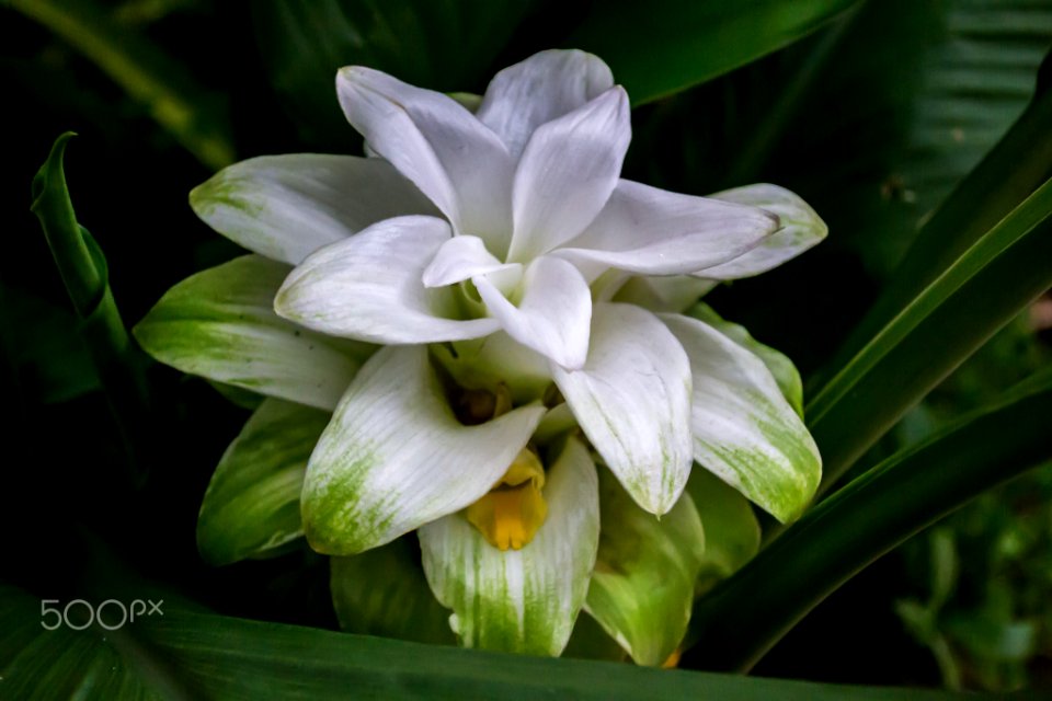 Turmeric Flower Curcuma Longa (243825849)