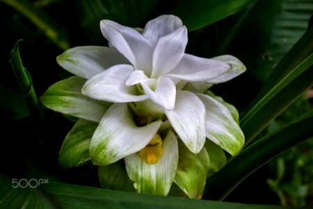Turmeric Flower Curcuma Longa (243825849)