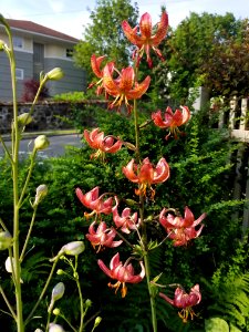 Turk's cap lilies - Arlington, MA