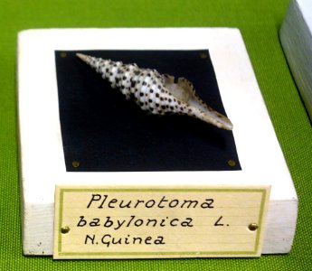 Turris babylonia (Pleurotoma babylonica) - Museo Civico di Storia Naturale Giacomo Doria - Genoa, Italy - DSC03247-001