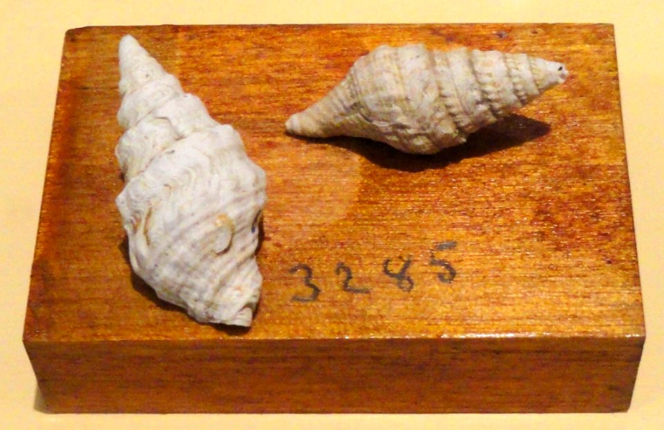 Turris cincta cropped - Fossils in the Arppeanum - DSC05536