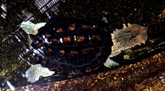 Turtle33