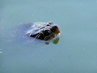 Turtle-in-Central-Park-1