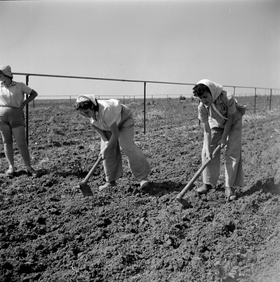 Turkse en Bulgaarse meisjes met een hak aan het werk op het land van kibboets Ki, Bestanddeelnr 255-0604