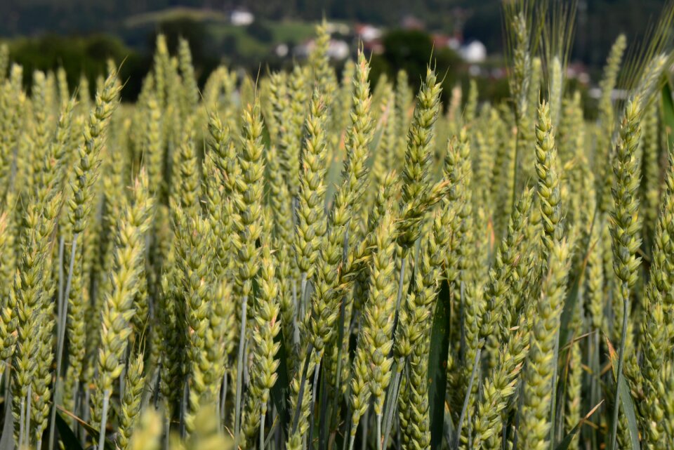 Cereals field agriculture